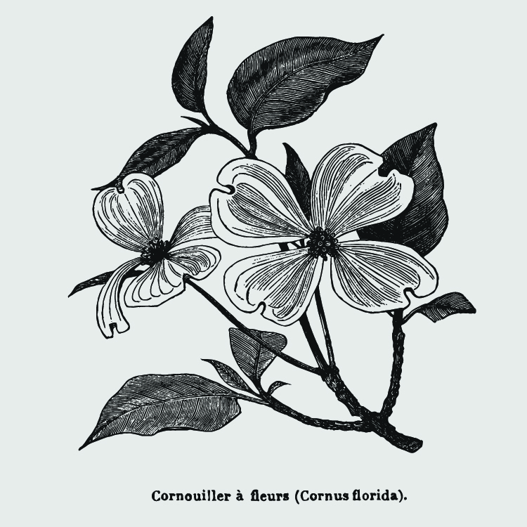 Tatouage fleur de cornouiller