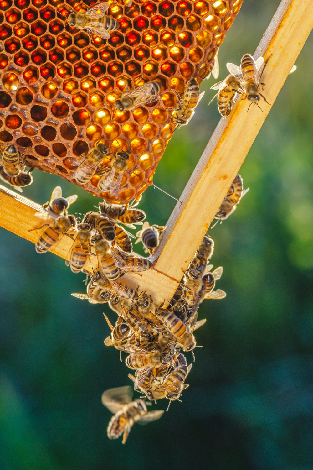 Comment utiliser la cire d'abeille en cosmétique et soin ?