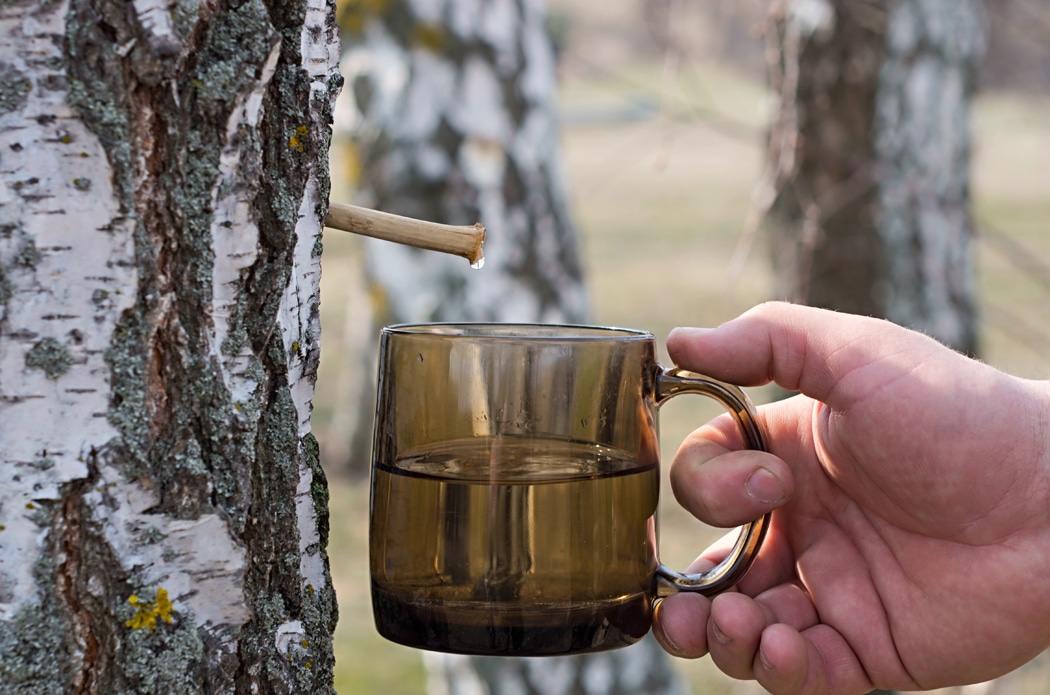 Le jus de bouleau en cure de détox (4)